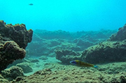 NASA peyki okeanın dibində gizli dağ aşkar etdi