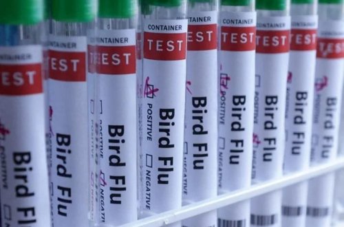 Meksikada H5N1-dən ilk ölüm aşkarlanıb