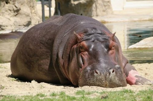 Konqoda 50 begemot qarayaradan zəhərlənib