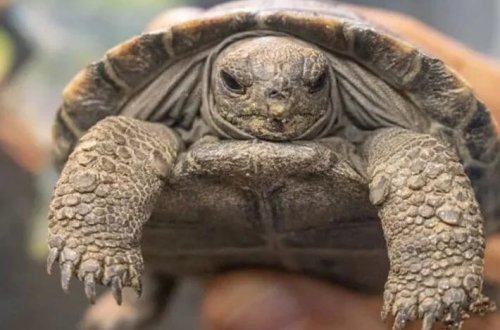 Nəsli kəsilməkdə olan tısbağalar 100 yaşında ilk dəfə valideyn olublar