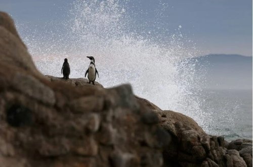 Pinqvin helikopterin qəzaya uğramasına səbəb oldu