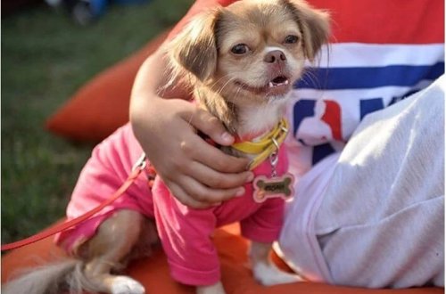 Qeyri-adi yoqa dərsi: Bu dəfə pişiklər və itlər sahiblərini seçirlər