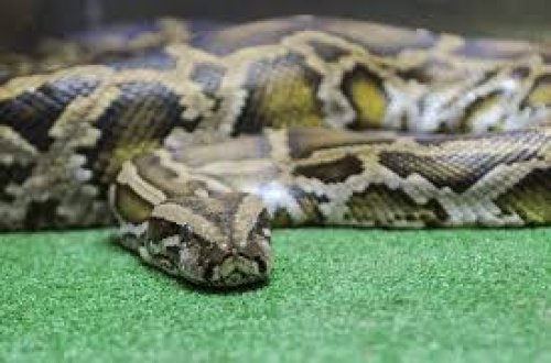 İndoneziyada qorxunc hadisə: Kişi anasını pitonun ağzında ilişib qalmış vəziyyətdə tapdı