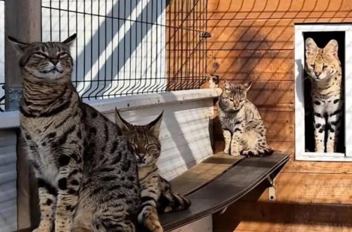 Ekzotik pişik ticarəti dəstəsi yaxalandı: Sosial mediada bəbir satırlar