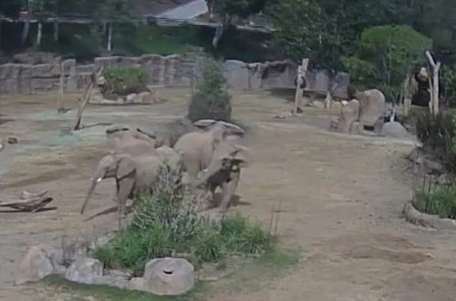 Fillər zəlzələ zamanı xəbərdarlıq dairəsi yaradıblar