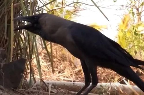 Danışan qarğa Hindistanda məşhurlaşdı