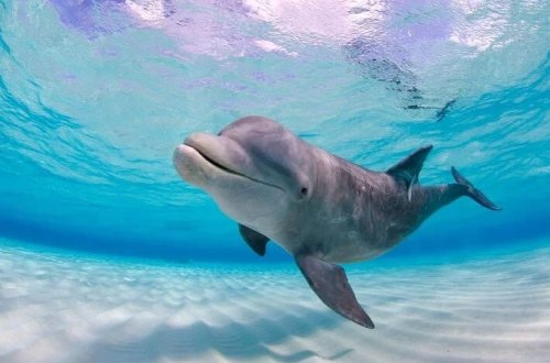 Google-un yeni süni intellekt modeli: Delfinlərlə ünsiyyət qurmaq mümkün olacaq