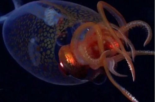 Dənizin dərinliklərində nəhəng kalmar: İlk dəfə canlı olaraq görüldü