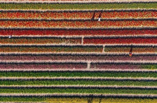 Hollandiyada rəngli lalə bağları hər il milyonlarla turisti qarşılayır