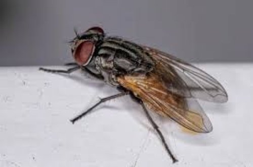 Meksikada ət milçəyinin törətdiyi xəstəliyə ilk yoluxma halı baş verdi