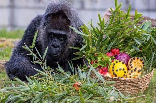 Dünyanın ən yaşlı qorillası Fatou 68 yaşını qeyd edib