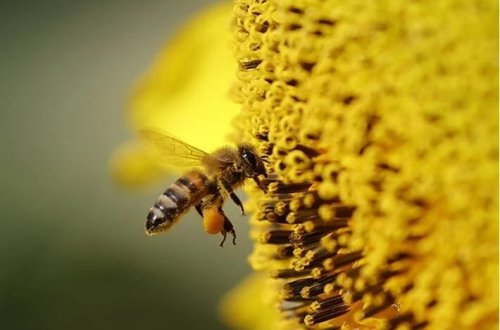 Arı ölümlərinin sirri açıldı: Çöl çiçəklərində zəhər toplanır