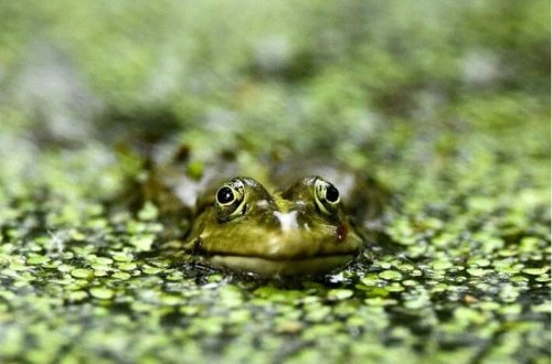 Köç yolunda keşik: Ruslar qurbağalar üçün səfərbər oldu