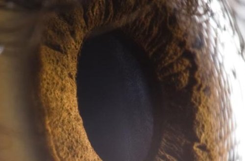 Alimlər yeni rəng kəşf ediblər, lakin bir problem var