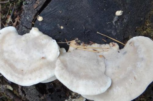 Dünyanın ən acı maddəsi tapılıb