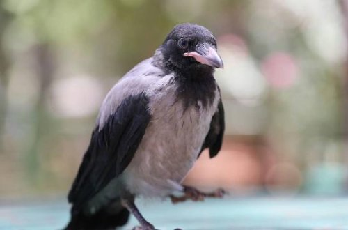 Qarğaların zəkası bir daha sübut olundu: Onlar həndəsi fiqurları ayırd edə bilirlər