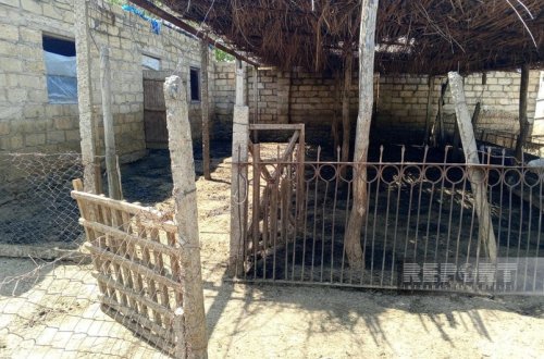 Samuxda Kəlbəcər sakininə məxsus çox sayda qoyun oğurlanıb