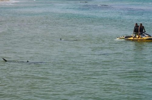 İsraildə köpək balığı hücumu: İtkin üzgüçünün axtarışları davam edir