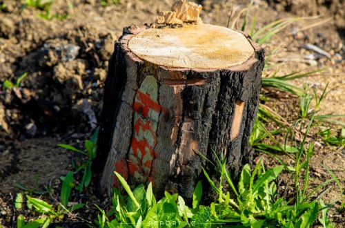 Sumqayıtda 15 ağacı kəsən şəxs cərimələnib