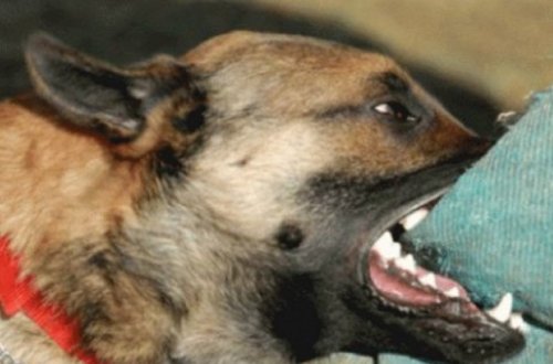 Qubada üç nəfər küçə itinin hücumuna məruz qalıb