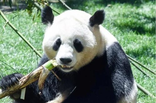 Çindən dostluq müqaviləsi: Avstriyaya iki panda göndərildi