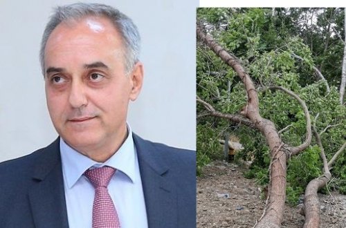 Biləcəridə yaşıl ağaclar çıxarılıb, səkidə obyekt tikiləcək?-Videofakt