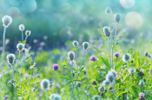 Aprel ayının son günü havanın temperaturu 21 dərəcəyədək artacaq
