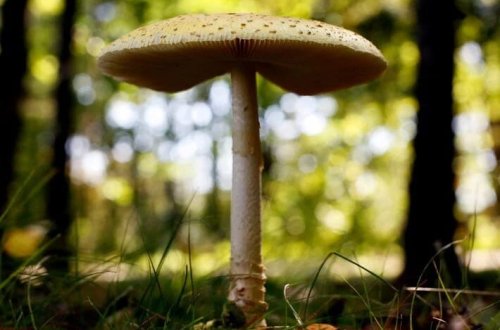 Ən zəhərli nahar: Göbələk qətlinin məhkəməsi başlayıb