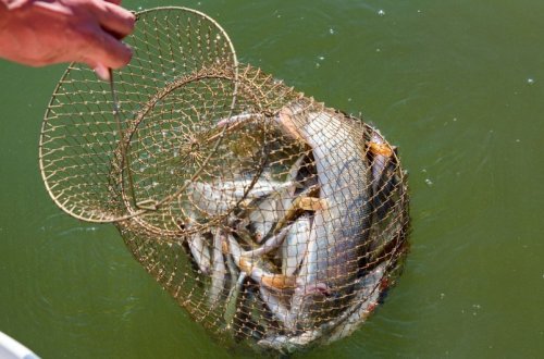 Balıq ovuna moratorium qüvvəyə minib