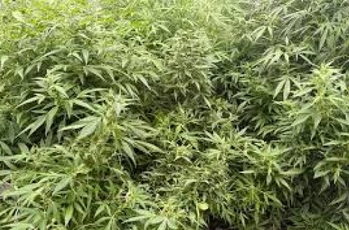 Salyanda narkotik tərkibli bitkilər yetişdirməkdə şübhəli bilinənlər saxlanılıb