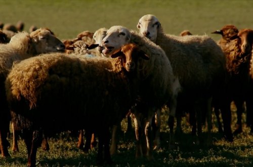 Samuxda çox sayda xırdabuynuzlu heyvan oğurluğunda şübhəli bilinən şəxs saxlanılıb