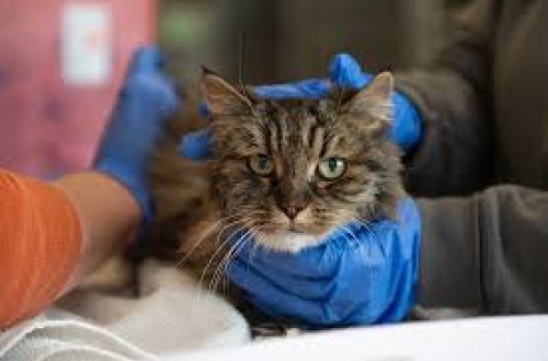 ABŞ-də 120 metr hündürlükdən yıxılan pişik sağ qalıb, sahibləri ölüblər