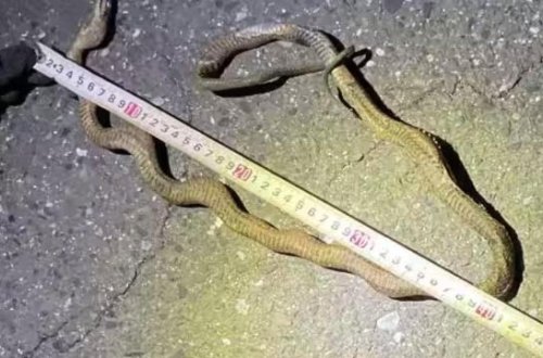 Yaponiyada ilan ən sürətli qatarın hərəkətini dayandırdı