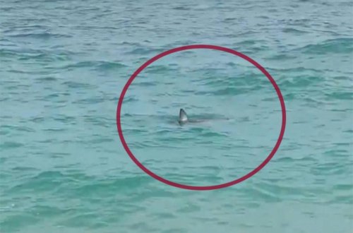 Antalyada sahildə köpək balığı peyda oldu - VİDEO - FOTO