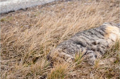 Pis qoxular dəhşəti ortaya çıxardı: Onlarla ölü pişik tapıldı