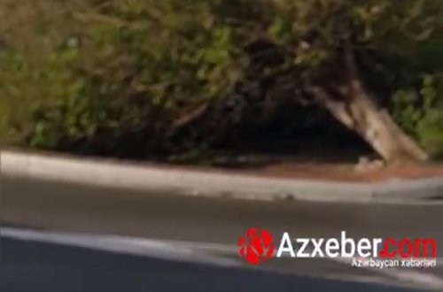 Bakıda külək ağacı kökündən çıxardı - VİDEO