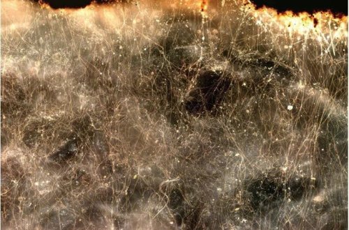 Elektrik cərəyanını keçirən yeni bakteriya növü kəşf edilib