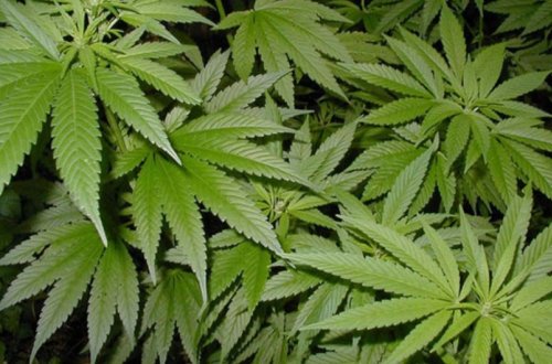 Yevlaxda 592 ədəd çətənə kolu əkməkdə şübhəli bilinən şəxslər saxlanılıblar