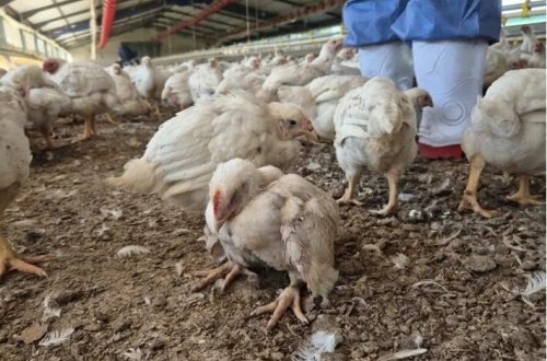 Toyuq hinində ac toyuqlar bir-birini yeyib