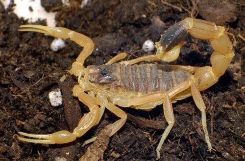 Əqrəblər şəhərləri zəbt edir: Xəstəliklərin sayı 250 faiz artıb