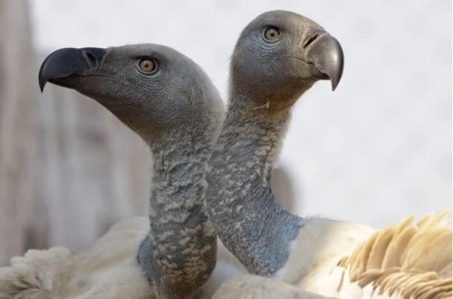 Quldurlar fili və leş yeyənləri öldürürlər