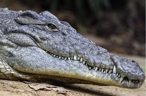 Floridada dəhşət: Qayıq aşdı, timsah hücumuna məruz qaldı 