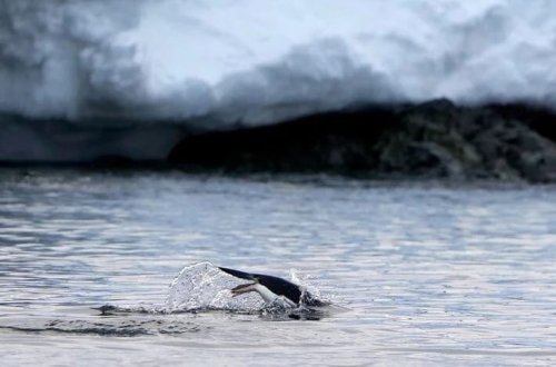 Antarktika buzlaqları bərpa olur