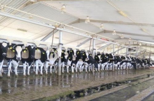 “Qoç Ət” Kəndli Fermer Təsərrüfatı MMC-nin Xocalının Xanabad kəndindəki heyvandarlıq kompleksinin açılışı olub