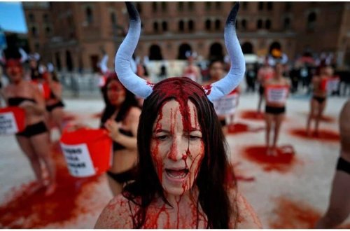 Madriddə qırmızı boya etirazı: Buğa döyüşlərinə son