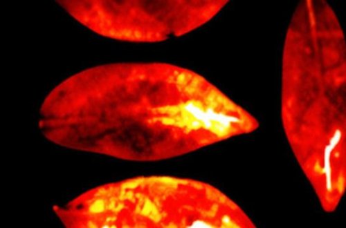 Bədənimiz ölüm anında yox olan zəif bir işıq yaya bilər