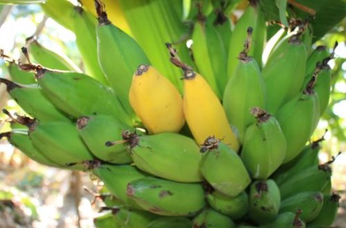 Dünyanın ən məşhur meyvəsi iqlim böhranı təhlükəsi altındadır