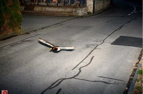 Ördək ikinci dəfə sürət həddini pozdu: Eyni tarix və eyni sürət