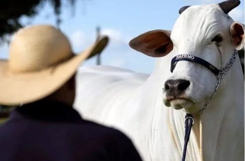 Braziliyalı super zebu dünyanı ələ keçirdir