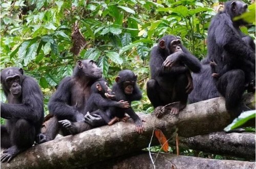 Elm adamları kəşf etdi: Şimpanzelər başqalarının yaralarını da təmizləyirlər